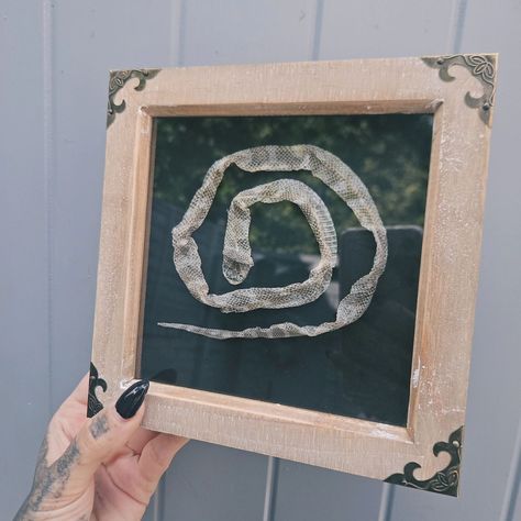 Right we all know I'm a crap photographer, so ignore the glare and reflections 🤣🤣 Simple cutie, framed complete corn snake shed, available on etsy 🖤 shop link in bio 🖤 #snakes#snakeshed#snake#framedcurio#curio#odditydecor#homedecor#witchy#taxidermy#cabinetofcuriosities#curiocabinet#gothicart Snake Cage, Snake Cages, Cage Decor, Snake Shedding, Reptile Room, Corn Snake, Product Ideas, Taxidermy, Snakes