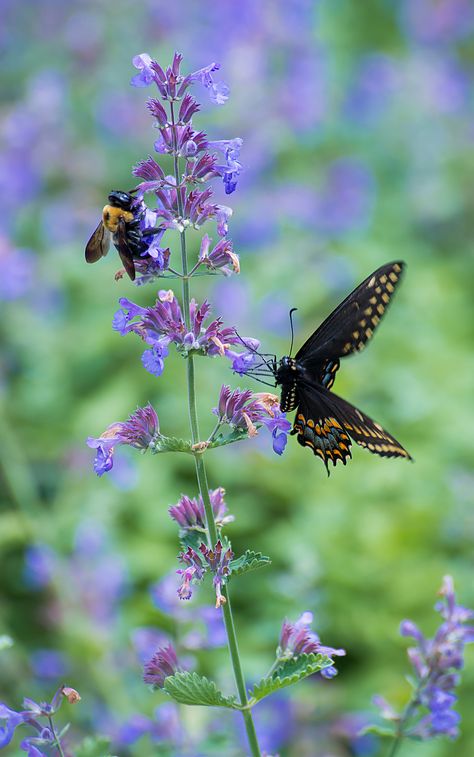 Black+swallowtail+(Papilio+polyxenes) Black Swallowtail, Chicago Botanic Garden, Save The Bees, Butterfly Garden, Beautiful Butterflies, Beautiful Creatures, Cottage Garden, Secret Garden, Purple Flowers