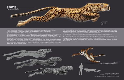 Cheetah Fantasy Anatomy, Draw Lion, Cats Draw, Photoshop Painting Tutorial, Feline Anatomy, Cheetah Drawing, Cheetah Tattoo, School Portfolio, Cat Anatomy