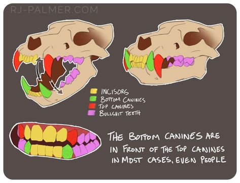 Rj Palmer, Vampire Stuff, Teeth Drawing, Canine Tooth, Animal Teeth, Art Advice, Anime Expo, Anatomy Reference, Realistic Art