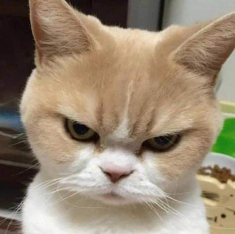 Angry Pfp, Cat Pfp Cute, Funny Videos Of Cats, Aggressive Cat, Cute Cat Pfp, Cats Pfp, Cat Pfps, Icon Cat, Pfp Cat