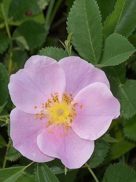 Carolina Rose, Rose Reference, Most Popular Flowers, Pansies Flowers, Christmas Rose, Gardens By The Bay, Wildlife Gardening, Rose Painting, Wild Roses