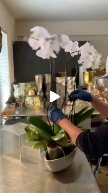 FLORAL DESIGN & WORKSHOP 🇺🇸🇵🇭 on Instagram: "Styling 🦋Orchids in a Vase .

.
.

#phalaenopsis #orchids #freshflowers #dailyinspo #fresh" Orchid Arrangements Ideas Vases, Orchids Arrangements Ideas, Types Of Moss, Orchid Flower Arrangements, Design Workshop, Orchid Arrangements, Phalaenopsis Orchid, Orchid Flower, Easy Peasy