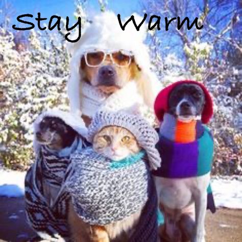 Cold Weather Memes, Cold Weather Funny, Cold Meme Funny Winter, Snow Day Meme Teacher Hilarious, Winter Weather Memes Funny, Weather Memes Humor, Winter Greetings, Morning Winter, Bizarre Pictures