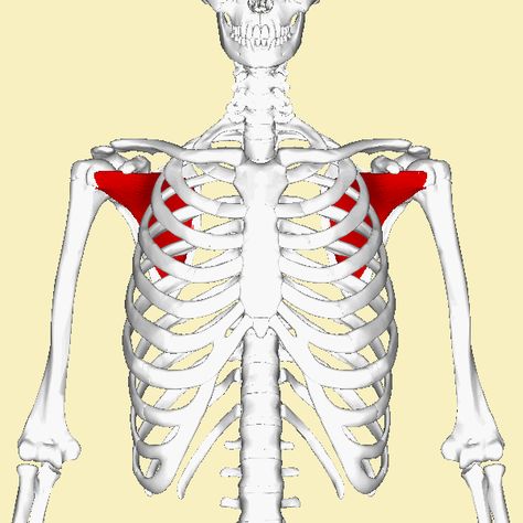 Subscapularis Muscle, Anatomy, Gif, Humanoid Sketch