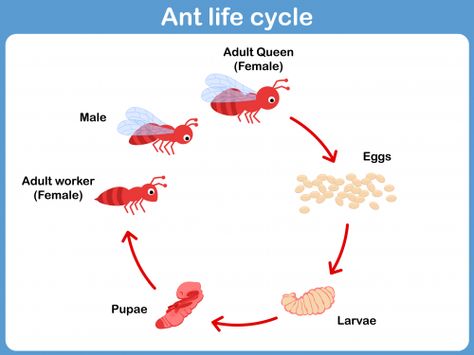 Life Cycle Of An Ant, Preschool Animals, Ant Life Cycle, Nouns Activities, Cool Science Fair Projects, Science Clipart, Science Room, Montessori Printables, Life Cycles Activities