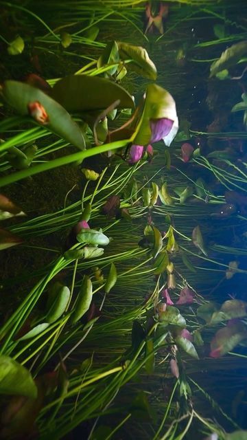 Art of Visuals on Instagram: "Some incredible clips from in the Florida Everglades. Reel by @lucamartinez.fl #wildlife #floridaeverglades #artofvisuals" Everglades Photography, Florida Gothic, Florida Painting, Florida Vibes, Florida Nature, Florida Landscape, Florida Everglades, The Everglades, Everglades Florida