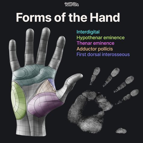 ArtStation - Palm - Form of the Hand, Anatomy For Sculptors Anatomy Books For Artists, Forearm Anatomy, Anatomy For Sculptors, Artistic Anatomy, Hand Sketches, Human Anatomy Reference, Hand Anatomy, Man Anatomy, Anatomy Sculpture