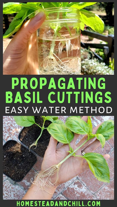 Propagate Basil From Cuttings, How To Propagate Herbs From Cuttings, Propagating Garden Plants, Grow Basil From Clippings, How To Grow Basil From Clippings, Basil Plants In Pots, How To Pick Basil From Plant, How To Trim Basil Plant, How To Prune Basil Plant