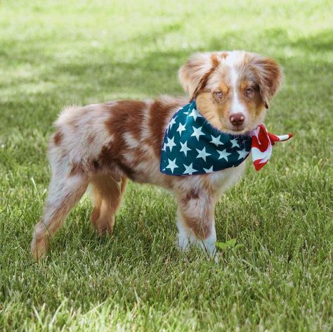 Red Merle Australian Shepherd Miniature, Australian Shepherd Red Tri, Red Merle Australian Shepherd, Toy Australian Shepherd, Merle Australian Shepherd, Australian Shepherd Blue Merle, Holistic Pet Care, Cute Videos, Miniature Australian Shepherd