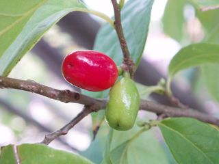 Lindera benzoin (Northern spicebush) Permaculture Landscaping, Northern Spicebush, Prairie Landscaping, Lindera Benzoin, Fast Growing Shrubs, Texas Native Plants, Edible Landscape, Native Gardens, Lady Bird Johnson Wildflower Center