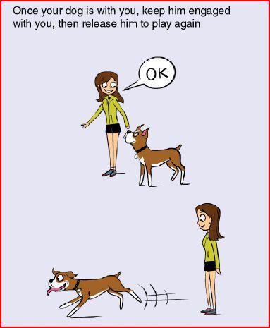 Dog Park Etiquette Dog Park Etiquette, Etiquette Rules, Animal Behavior, Dog Park, Dog Behavior, Pet Parent, Animals And Pets, Scooby Doo, Medicine