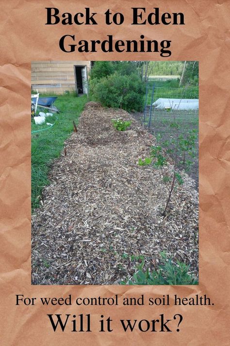 Following Permaculture Design to cover the soil, Back to eden gardening was used Back To Eden Garden Layout, Back To Eden Gardening, Back To Eden Garden, Back To Eden, Eden Garden, Dry Garden, Permaculture Design, Covered Garden, Clay Soil