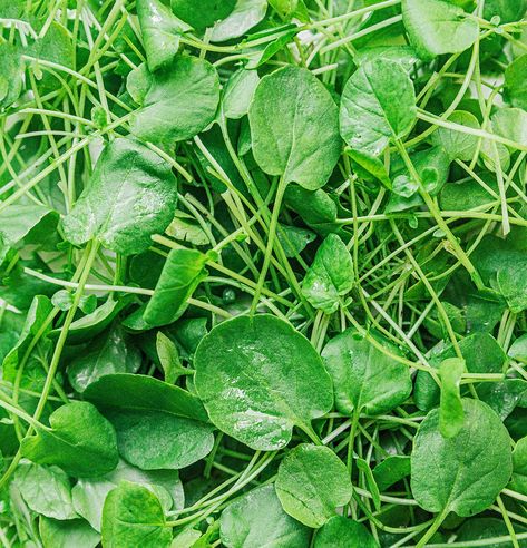 Cress 101: All About Watercress and Garden Cress! Growing Cabbage, Farming Ideas, Grow Garden, How To Store, Watercress, Leafy Greens, Nutrition Information, How To Grow, Green Thumb