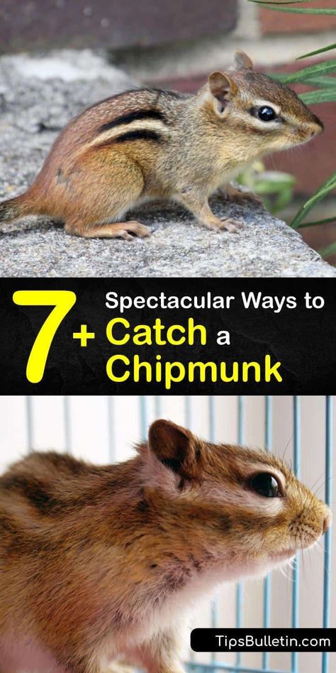 Stop allowing critters to ruin your home and empty your bird feeders when you can create your own live trap and repellents from scratch. Homeowners who read this article know how to get rid of… More Chipmunk Feeder Diy, Chipmunk Trap, Chipmunk Repellent, Get Rid Of Chipmunks, Household Bugs, Diy Bug Spray, Spray Ground, Paint Stir Sticks, Animal Traps