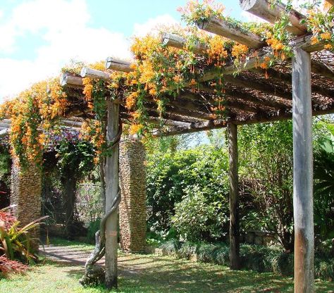 Pergola With Flowering Vines, Grape Vine Trellis For Shade, Vine Covered Pergola, Vine Walkway, Bougainvillea Pergola, Vine Roof, Pergola With Vines, Vine Canopy, Vine Pergola