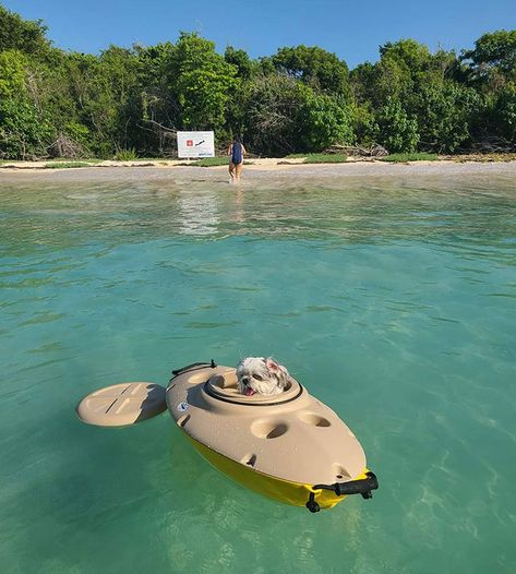 My Aunt Got A Kayak For Her Dog Kayaking With Dogs, Cat Bedroom, Pet Water Bowl, Cat Playground, Homeless Dogs, Cardigan Winter, Cat Door, Dog Cute, Cat Tower