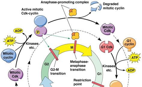 Cell cycle check point                  The cell cycle checkpoints determine if... Cell Cycle Checkpoints, The Cell Cycle, Dna Replication, Lectures Room, Cell Cycle, Cell Division, Shape Books, Biology Lessons, Teaching Biology