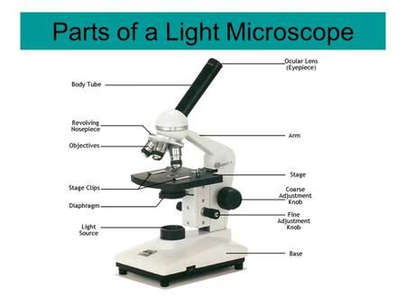 Parts of a Light Microscope> Paragraph Worksheets, Simple And Compound Sentences, Light Microscope, Punnett Squares, Microscope Parts, Science Printables, Body Tube, Slope Intercept Form, Compound Sentences