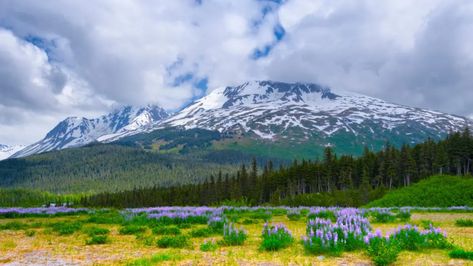 Our Review of Porcupine Campground in Hope, Alaska - Getaway Couple Wild Lupine, Alaskan Wildlife, Alaska Road Trip, Alaskan Wilderness, Spring Break Destinations, Best Campgrounds, Kenai Fjords, Backcountry Camping, Camping Places