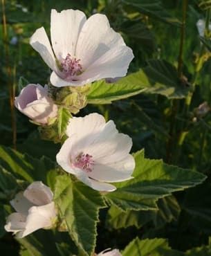 Marsh Mallow, Herbs For Sleep, Mallow Plant, Althaea Officinalis, Herb Seeds, Wildflower Seeds, Medicinal Herbs, Medicinal Plants, Planting Seeds