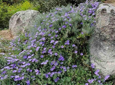 Convolvulus sabatius makes good sprawling perennial groundcover in mediterranean gardens, especially this drought-hardy North African form sometimes sold as Convolvulus mauretanicus Convolvulus Sabatius, Xeriscape Plants, Landscape Rocks, Mediterranean Gardens, Mediterranean Garden, Landscaping With Rocks, Ground Cover, Geraniums, Perennials