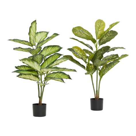 -Brighten any corner of your space with these artificial dieffenbachia plants, lush tropical shrubs distinguished by their broad, lively leaves. In simple weighted stands ready to drop into the basket or pot of your choice, this striking pair boasts two styles of fake leaves: one cream-colored and edged in green, the other stylishly speckled.   Also could be used for seasonal,gifts,home decor,decor,decorations,accessories,faux flowers,fake flowers,silk flowers,faux plants,fake plants,faux tree,f Tropical Shrubs, Fake Leaves, Piano Decor, Mushroom Grow Kit, Fake Plants Decor, Zen Bedroom, Fresh Flower Bouquets, Plants Outdoor, Artificial Plants Outdoor