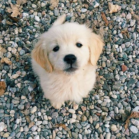 b a b y•g o l d e n Golden Retriever Mix, 강아지 그림, Adorable Puppy, Golden Retriever Puppy, Retriever Puppy, Dogs Golden Retriever, Cute Dogs And Puppies, Puppy Pictures