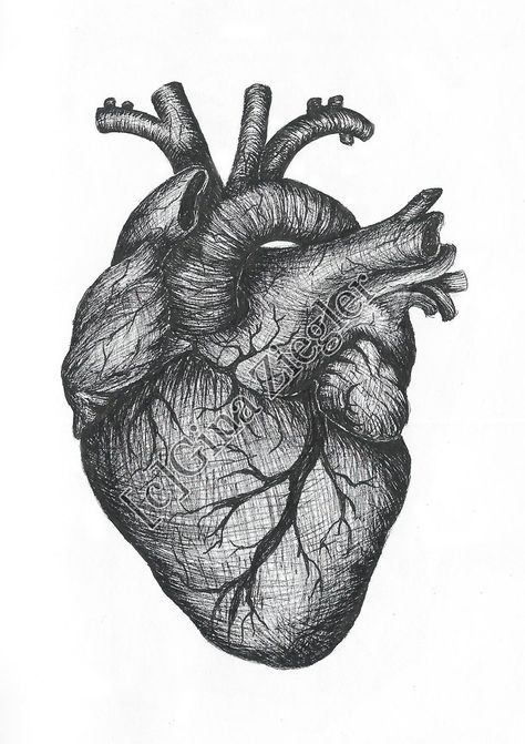 Heart Real Drawing, Heart Drawing Pencil, Real Heart Sketch, Hearts Realistic Drawing, Real Heart Outline, Drawings Of Hearts, Heart Pencil Drawing, Human Heart Drawing Labeled, Human Heart Pencil Drawing