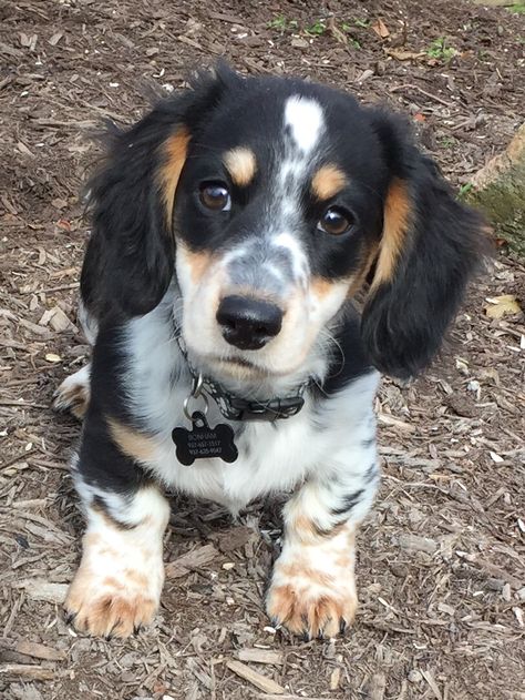 Black And White Dachshund, Mini Long Haired Dachshund, Silver Dachshund, White Dachshund, Hair Silver, Long Haired Dachshund, So Sweet, Silver Hair, Cuteness Overload