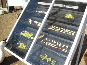 solar-dryer1 Solar Food Dehydrator, Solar Dehydrator, Food Dryer, Solar Oven, Food Dehydrator, Dehydrated Food, Homestead Survival, Diy Solar, Dehydrator Recipes