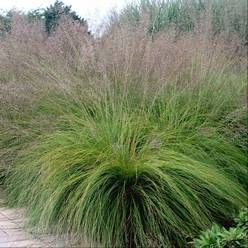 Sporobolus Heterolepis, Miscanthus Sinensis Gracillimus, Digging Dogs, Prairie Planting, Dog Nursery, Prairie Garden, Deer Resistant Plants, Garden Shrubs, Rain Garden