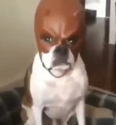 Laughing Dog Meme, Daredevil Dog, Daredevil Mask, Saggy Face, Funny Dog Faces, Hello Kitty Imagenes, Angry Dog, Devil Mask, Red Mask