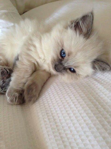 Ragdoll Kittens, Söt Katt, Ragdoll Kitten, Cute Cats Photos, Pretty Animals, Cute Animals Images, Cute Animal Photos, Cute Animal Pictures