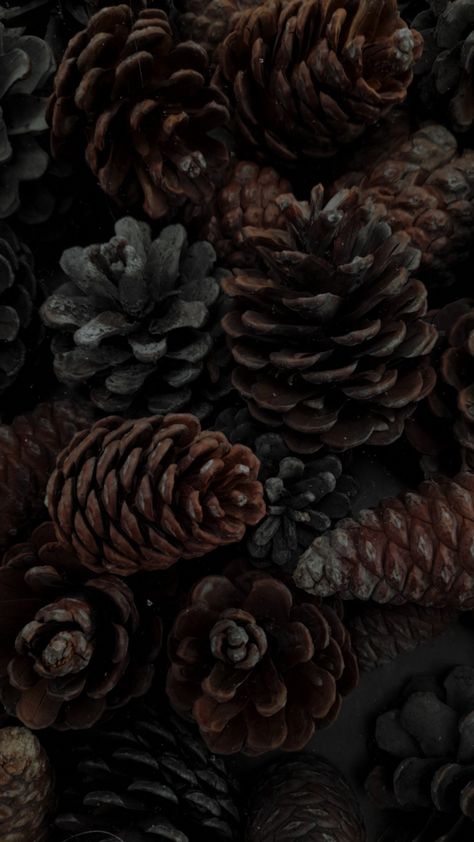 Pine Cones Aesthetic, Pine Aesthetics, Pine Cone Aesthetic, Pinecone Aesthetic, Pinecone Background, Brown Christmas Aesthetic, Pinecone Wallpaper, Cone Aesthetic, Acorn Wallpaper