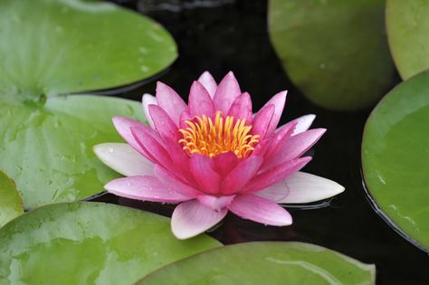 The Lotus (Nelumbo Nucifera Gaertn) is India's national flower. It is a holy flower with a special place in ancient Indian art and mythology. Flowers Azalea, National Flower Of India, Lotus Flower Pictures, Ancient Indian Art, Lotus Tea, Azalea Flower, Lotus Plant, Nelumbo Nucifera, Pink Azaleas