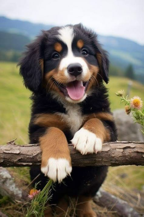 Burmese Mountain Dogs, Bernese Dog, Bernese Mountain Dog Puppy, Puppy Drawing, Cute Dogs Images, Bernese Mountain Dogs, Cute Dog Photos, Cute Animals Puppies, Very Cute Dogs