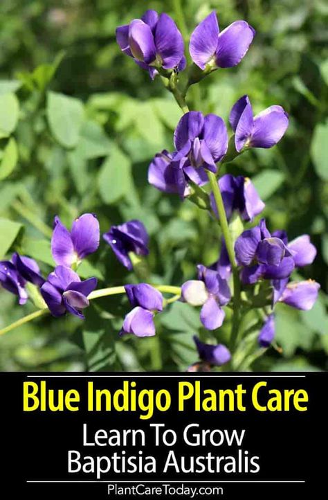 Blue Indigo plant (Baptisia australis) blossoms are in-depth blue or purple and appear on tall flower spikes, blooms for about six weeks in spring early summer [DETAILS] Blue Indigo Plant, Tall Blue Flowers, False Indigo Plant, Baptisia Plant, Kansas Landscape, Baptisia Australis, Water Wise Plants, Texas Landscape, Garden Flowers Perennials