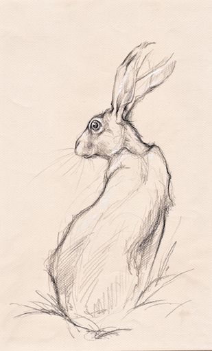 Hare Sketch Hare Drawing Illustration, Hares In Art, Hare Sketch, Hare Tattoo, Hare Drawing, Hare Illustration, Hare Art, Hare Painting, Animals Drawing