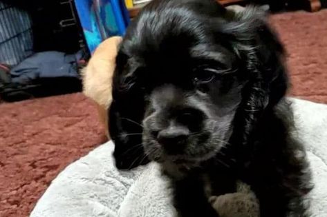 Cocker Spaniel puppies for sale from trusted breeders | Good Dog Cocker Spaniel Breeders, Black Cocker Spaniel Puppies, American Spaniel, Cocker Spaniel For Sale, Cute Cocker Spaniel, Johnson City Tennessee, Cocker Spaniel Puppy, Spaniel Puppies For Sale, American Cocker Spaniel