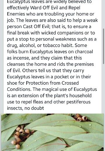 Eucalyptus leaves Eucalyptus Incense Meaning, Eucalyptus Witchcraft Uses, Eucalyptus Meaning Witchcraft, Eucalyptus Smudge Stick, Eucalyptus Spiritual Meaning, Eucalyptus Witchcraft, Eucalyptus Oil Benefits, Eucalyptus Smudge, Herb Magick