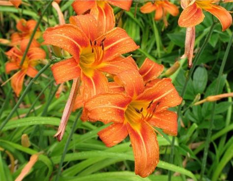 PRICES MAY VARY. Wild Daylily 10 Fans Root Systems Ditch Lily Orange Daylily Flowers Bareroots Zones 2-9 Easy to plant Wild Daylily 10 Fans Root Systems Ditch Lily Orange Daylily Flowers Bareroots Ditch Lily, Orange Daylily, Wedding 2025, Zone 2, Root System, Dark Orange, Lawn Garden, Wild Flowers, Tattoo Ideas