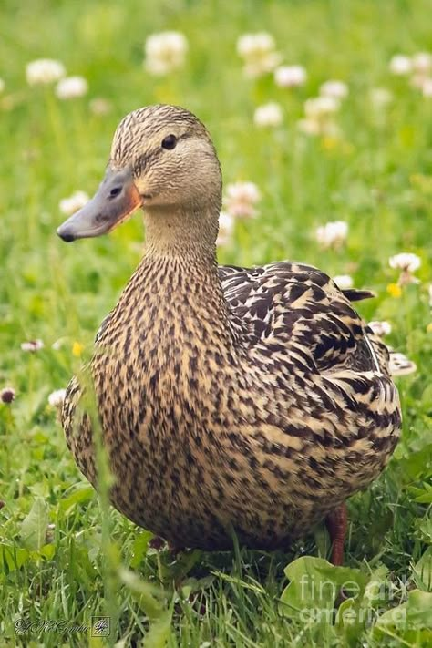 Female Duck, Aquatic Birds, Duck Pictures, Mallard Ducks, Rabbit Pictures, Cute Ducklings, Duck Duck Goose, Jackdaw, Quack Quack