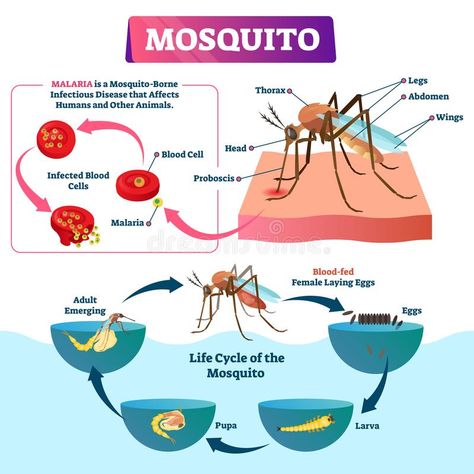 Mosquito vector illustration. Labeled insects species with malaria disease. Life cycle of fly with all development stages. Diptera biological structure closeup stock illustration Malaria Disease, Disease Illustration, Mosquito Life Cycle, Biology Poster, School Science Projects, Scientific Poster, Insect Species, Study Biology, Medical School Life