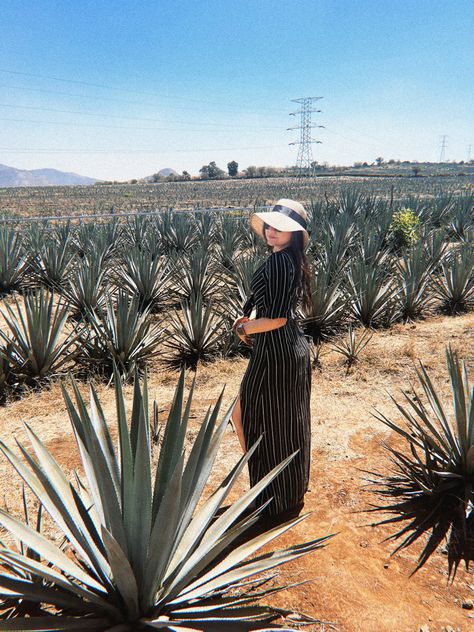 Agave fields Agave Photoshoot, Tequila Board, Agave Field, Tequila Jalisco, Tequila