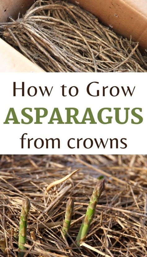 Asparagus Growing, Grow Asparagus, Gardening Pictures, Growing Asparagus, Vegetable Garden For Beginners, Starting A Vegetable Garden, Vegetable Gardens, Home Vegetable Garden, Vegetable Gardening