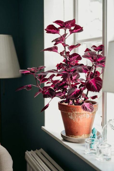 How to Grow Coleus as a Houseplant | Growing Coleus Indoors Coleus Care, Coleus Plant, Overwintering, House Plant Care, Growing Indoors, Plant Mom, Colorful Leaves, Cool Plants, Healthy Plants