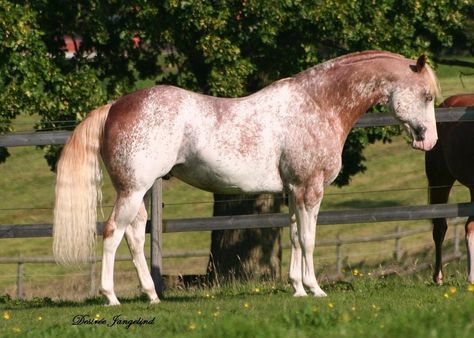 Strawberry roan paint Unusual Horse, Rare Horses, Pinto Horse, Horse Galloping, Paint Horse, Most Beautiful Horses, Appaloosa Horses, All The Pretty Horses, Horse Designs