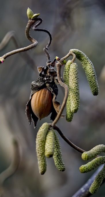 Hazelnut Photography, Haunted Garden, Hazel Tree, Hazelnut Tree, Nut Trees, Vine Tattoos, Planting Plan, Coloring Inspiration, Lake Oswego