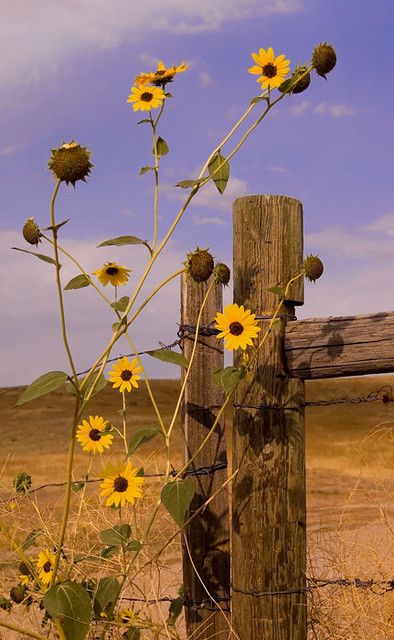 Country Fences, Rustic Fence, Sunflowers And Daisies, Old Fences, Modern Fence, Country Scenes, 수채화 그림, Backyard Fences, Garden Fence